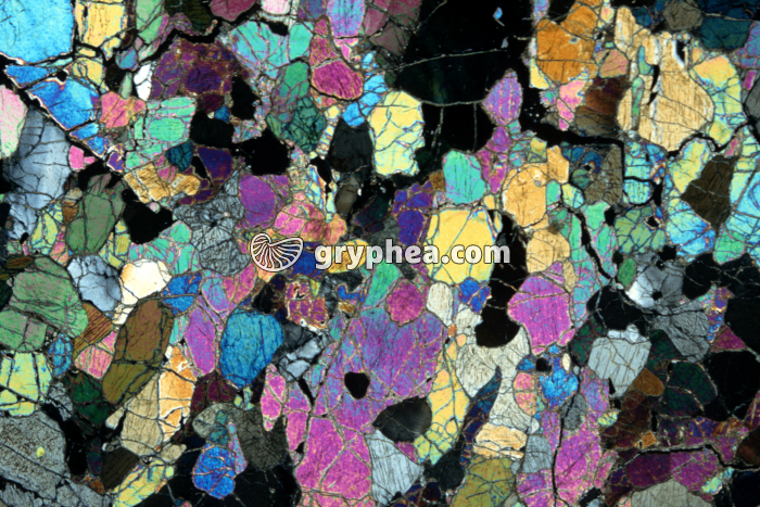 Péridotite LPA x 2,5 - gryphea.com